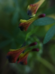 Tropaeolum tricolor