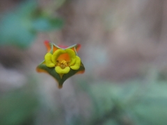 Tropaeolum tricolor