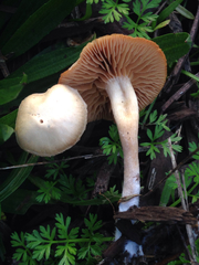 Tubariaceae