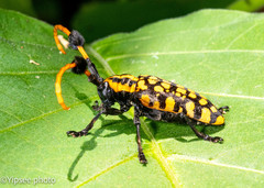 Aristobia approximator