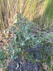 Atriplex mucronata
