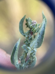 Atriplex mucronata