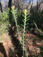 Bossiaea stephensonii