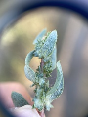 Atriplex mucronata