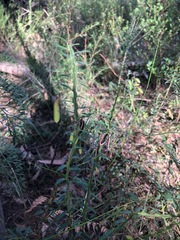 Bossiaea stephensonii