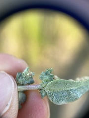 Atriplex mucronata