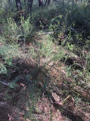 Bossiaea stephensonii