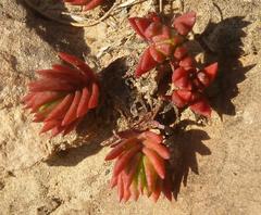 Crassula peploides