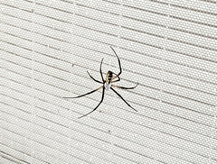 Argiope aurantia