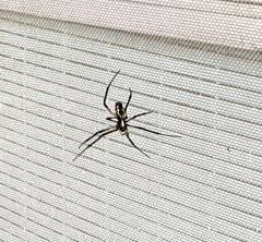 Argiope aurantia