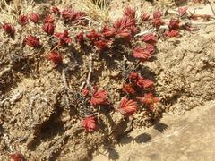 Crassula peploides