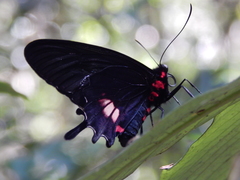 Parides tros