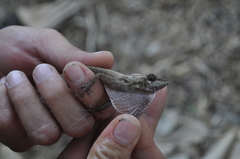 Anolis serranoi
