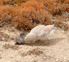 Ammomanopsis grayi grayi