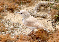 Ammomanopsis grayi grayi