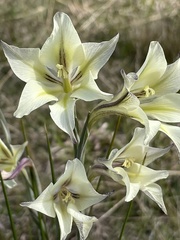 Gladiolus tristis