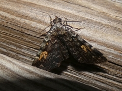 Idia calvaria