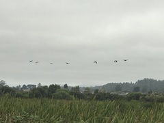 Branta hutchinsii leucopareia