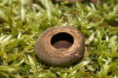 Muscardinus avellanarius