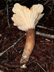 Lactifluus gerardii