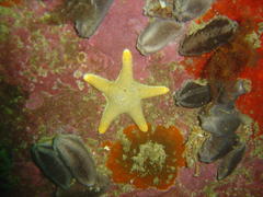 Callopatiria formosa