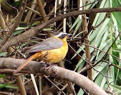 Cossypha heuglini heuglini