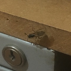 Insecta