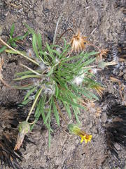 Gazania krebsiana