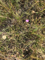 Agalinis decemloba