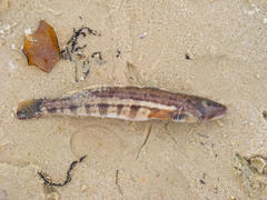 Parapercis robinsoni