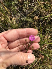 Agalinis decemloba