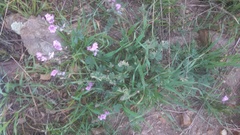 Sidalcea malviflora malviflora