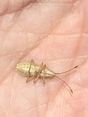 Cebrenis cauta