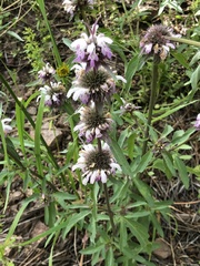 Monarda citriodora austromontana