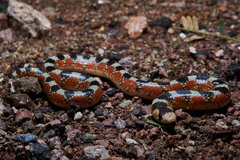 Gyalopion quadrangulare