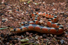 Gyalopion quadrangulare