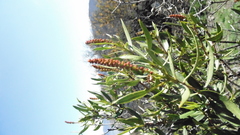 Colliguaja salicifolia