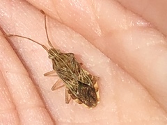 Cebrenis cauta