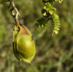 Schotia afra afra