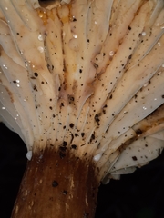 Lactifluus gerardii