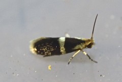 Tasmantrix calliplaca