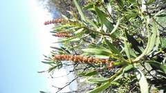 Colliguaja salicifolia