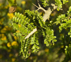 Schotia afra afra