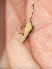 Cebrenis cauta