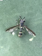 Polybiomyia capitis