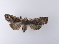 Meterana alcyone