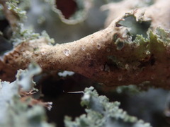 Sticta babingtonii