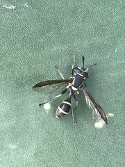 Polybiomyia capitis