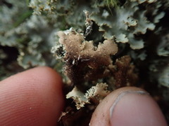 Sticta babingtonii