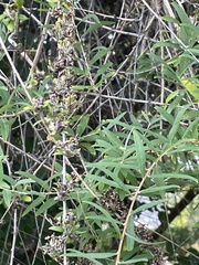 Buddleja alternifolia